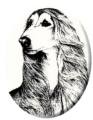アフガンハウンド犬の画像