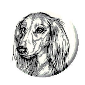 サルーキー犬の画像